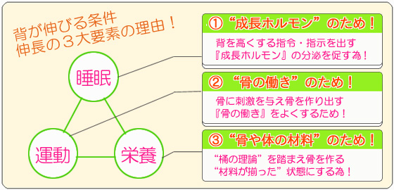 身長が伸びる為の『伸長の３大要素』で睡眠が大事である理由は成長ホルモンの為であり、運動が大事なのは骨の働きの為であり、そして栄養が大事であるのは桶の理論を踏まえて骨を作る材料がきちんと供給される為なのです。