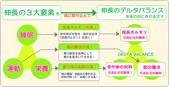 睡眠が必要なのは成長ホルモンの分泌をよくする為なので成長ホルモンを高める栄養素を摂取し、運動が必要なのは骨の働きを高める為なので骨の働きを格段に高める栄養素を摂取し、たくさん食べる事が必要なのは骨の材料になるアミノ酸がどれか一つが欠けたり不足すると骨が生み出されなくなるからなので、骨の材料になる栄養素をしっかりと補充する、そうする事で“骨（身長）”というビルを高くする建築工事は格段に進むようになるのです。