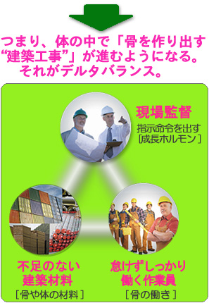 つまり体の中で骨を作り出す建築工事が進むようにすると言うこと。