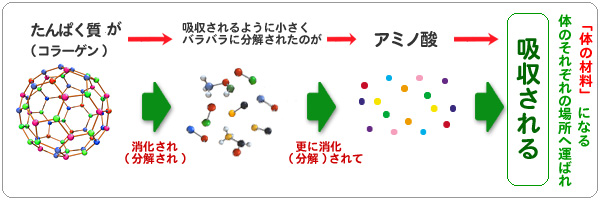 たんぱく質やコラーゲンは消化分解されてアミノ酸になるのです。